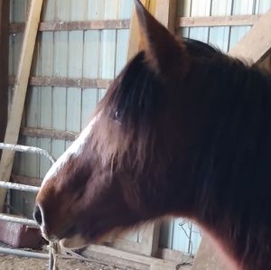 Meet your Posher, Laurel